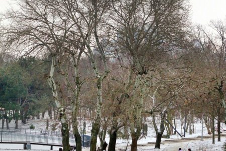Тихое очарование зимней сказки в парке Победы (фоторепортаж)  