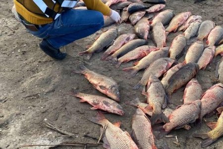 Шестерых браконьеров и нарушителей торговли морепродуктами обнаружили за сутки в регионе: двое из них «нарыбачили» на полтора миллиона гривен