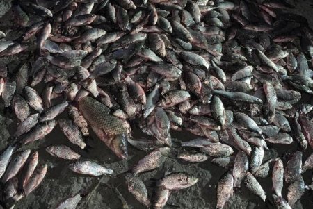 Шестерых браконьеров и нарушителей торговли морепродуктами обнаружили за сутки в регионе: двое из них «нарыбачили» на полтора миллиона гривен