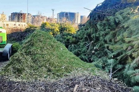 В Одессе нераскупленные новогодние елки перерабатываются на удобрения и мульчу (видео, фото)