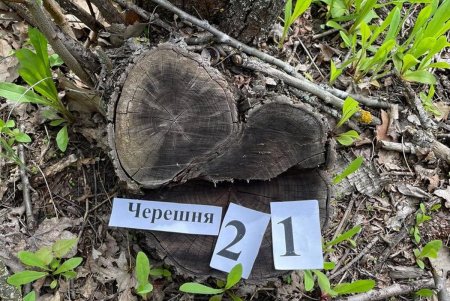 Незаконно рубил лес на продажу: в Одесской области будут судить лесничего (фото)