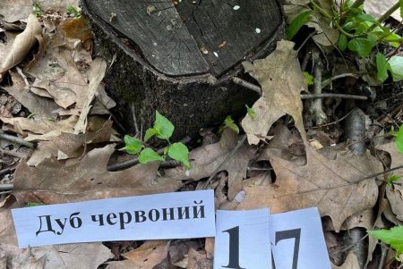 Незаконно рубил лес на продажу: в Одесской области будут судить лесничего (фото)