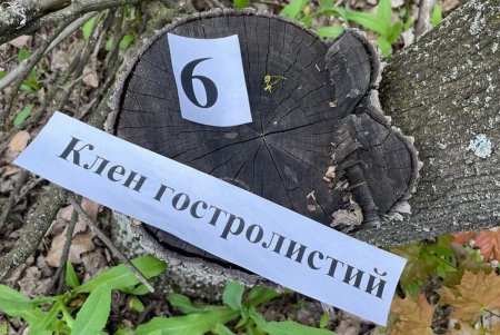 Незаконно рубил лес на продажу: в Одесской области будут судить лесничего (фото)