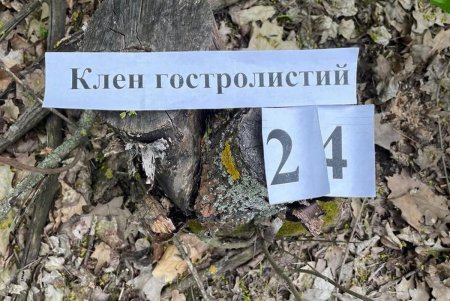 Незаконно рубил лес на продажу: в Одесской области будут судить лесничего (фото)