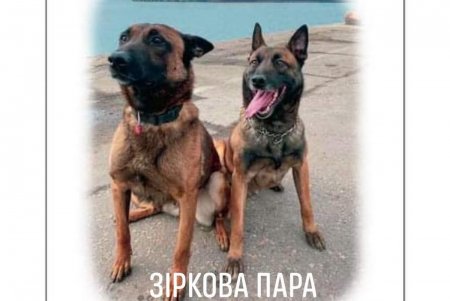 На Одесской таможне проводят виртуальный флешмоб «Любимый носик – 2021»: можно ставить лайки служебным собакам (фото, видео)