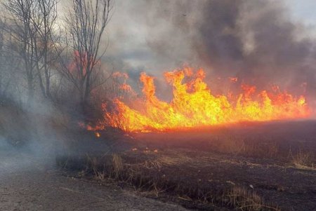 В Одесской области в районе села Маяки горят плавни (видео, фото, обновлено)