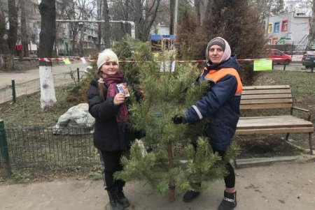За выходные жители города сдали в пункты приема около тысячи новогодних елок (фото)
