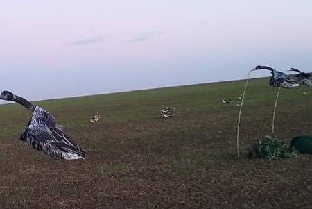 В нацпарке «Тузловские лиманы» зимуют всего лишь 35 редких краснозобых казарок, которых отстреливают браконьеры
