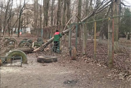 Разгул стихии в Одессе: почти 20 деревьев рухнули, зафиксированы обрывы проводов (фото)
