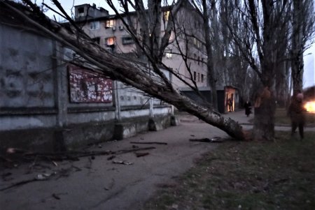 Разгул стихии в Одессе: почти 20 деревьев рухнули, зафиксированы обрывы проводов (фото)