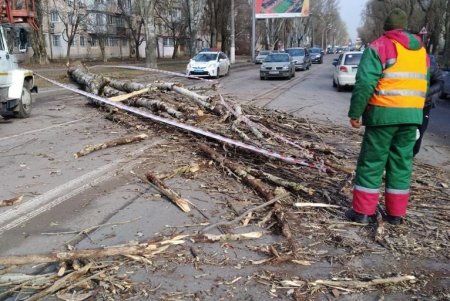 Разгул стихии в Одессе: почти 20 деревьев рухнули, зафиксированы обрывы проводов (фото)