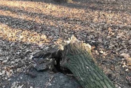 Одесские озеленители благоустраивают зеленые зоны города (фото)