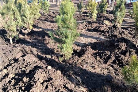 В Одессе стартовала акция по высадке 1600 сосен на территории школ и детсадов (фото)