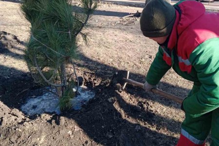 В Одессе стартовала акция по высадке 1600 сосен на территории школ и детсадов (фото)