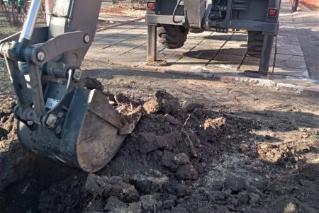 В Одессе стартовала акция по высадке 1600 сосен на территории школ и детсадов (фото)