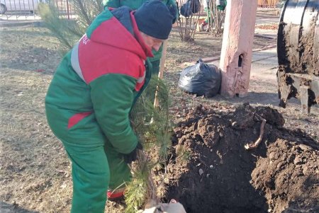 В Одессе стартовала акция по высадке 1600 сосен на территории школ и детсадов (фото)