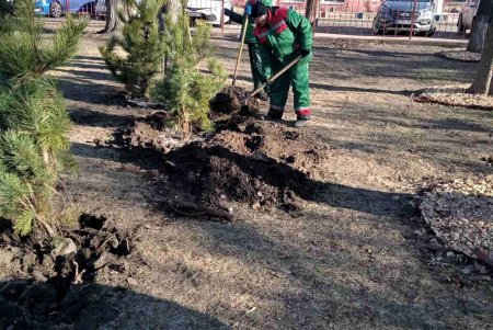 В Одессе стартовала акция по высадке 1600 сосен на территории школ и детсадов (фото)