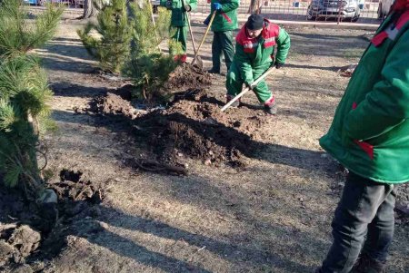 В Одессе стартовала акция по высадке 1600 сосен на территории школ и детсадов (фото)