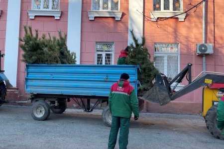 В Одессе стартовала акция по высадке 1600 сосен на территории школ и детсадов (фото)