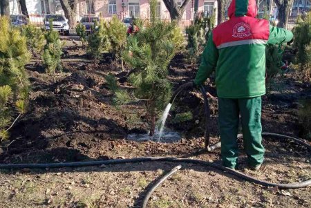 В Одессе стартовала акция по высадке 1600 сосен на территории школ и детсадов (фото)