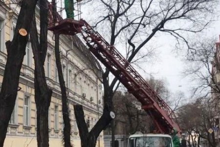 Коммунальщики обрезают деревья и сухие ветки в центре города (фото)