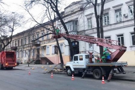 Коммунальщики обрезают деревья и сухие ветки в центре города (фото)