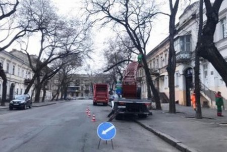 Коммунальщики обрезают деревья и сухие ветки в центре города (фото)