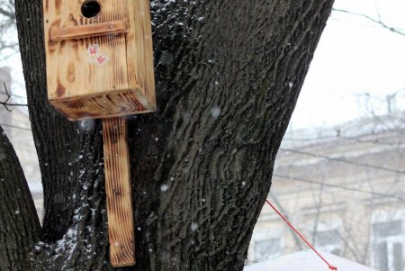 Скворечный городок появился возле одной из школ в центре Одессы (фоторепортаж)