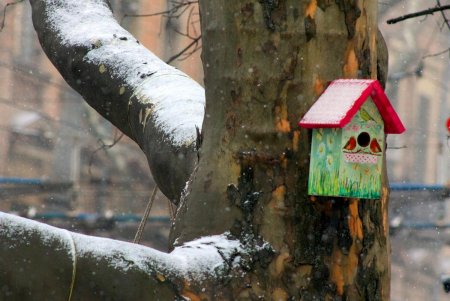 Скворечный городок появился возле одной из школ в центре Одессы (фоторепортаж)