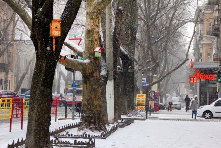 Скворечный городок появился возле одной из школ в центре Одессы (фоторепортаж)