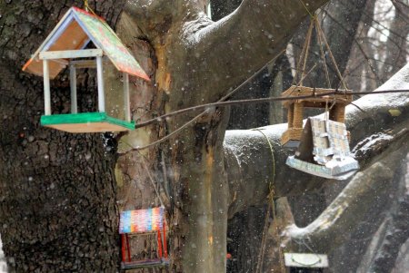 Скворечный городок появился возле одной из школ в центре Одессы (фоторепортаж)