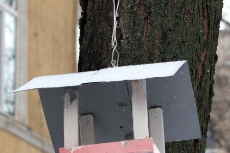 Скворечный городок появился возле одной из школ в центре Одессы (фоторепортаж)