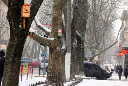 Скворечный городок появился возле одной из школ в центре Одессы (фоторепортаж)