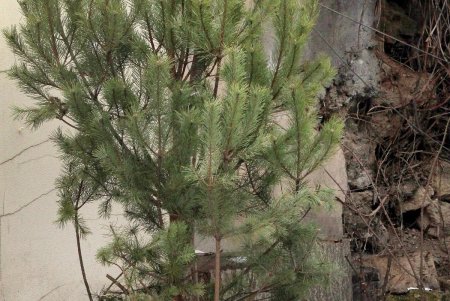 Средняя: богатая история одной из улиц знаменитой Молдаванки (фоторепортаж) 