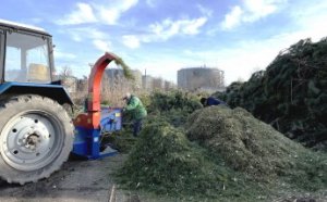 В Одессе нераскупленные новогодние елки перерабатываются на удобрения и мульчу (видео, фото)
