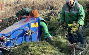 В Одессе нераскупленные новогодние елки перерабатываются на удобрения и мульчу (видео, фото)