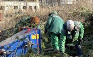 В Одессе нераскупленные новогодние елки перерабатываются на удобрения и мульчу (видео, фото)