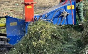 В Одессе нераскупленные новогодние елки перерабатываются на удобрения и мульчу (видео, фото)