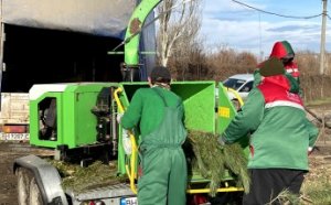 В Одессе нераскупленные новогодние елки перерабатываются на удобрения и мульчу (видео, фото)