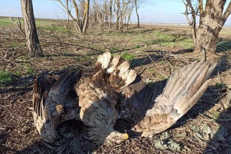 Браконьеры убили четырех редких хищных птиц в районе озера Сасык (фото)