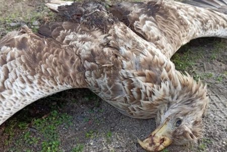 Браконьеры убили четырех редких хищных птиц в районе озера Сасык (фото)