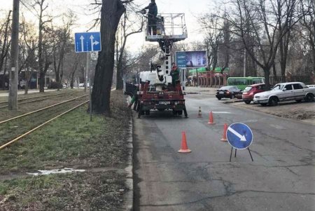 От Сегедской до Артиллерийской озеленители подрезают деревья: может быть затруднено движение транспорта