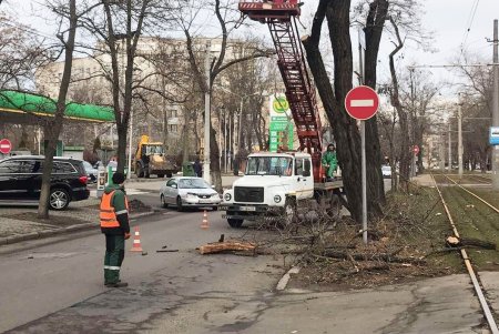 От Сегедской до Артиллерийской озеленители подрезают деревья: может быть затруднено движение транспорта