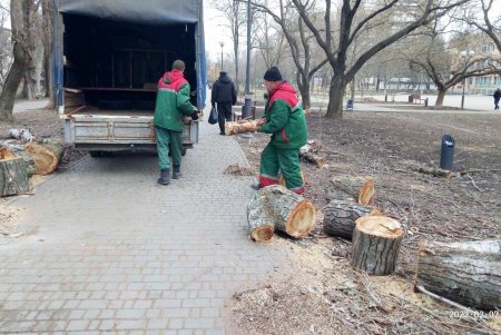 От Сегедской до Артиллерийской озеленители подрезают деревья: может быть затруднено движение транспорта