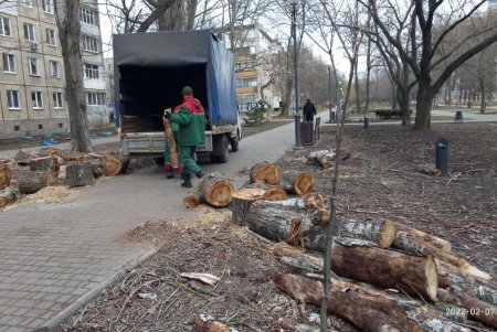 От Сегедской до Артиллерийской озеленители подрезают деревья: может быть затруднено движение транспорта