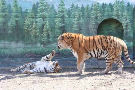 Белки, павлины, лошади: 11 новых фото появилось в альбоме «Пара года Одесского зоопарка»