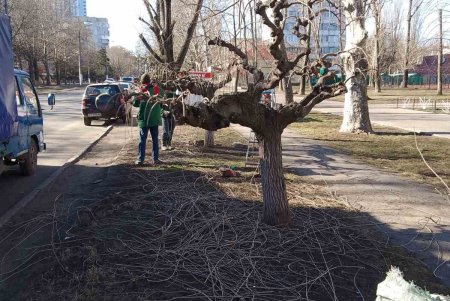 Озеленители подрезали более 60 деревьев с плакучей кроной в зеленых зонах города (фото)
