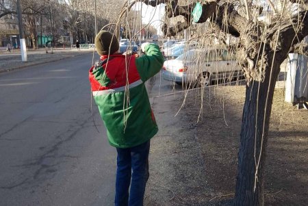 Озеленители подрезали более 60 деревьев с плакучей кроной в зеленых зонах города (фото)