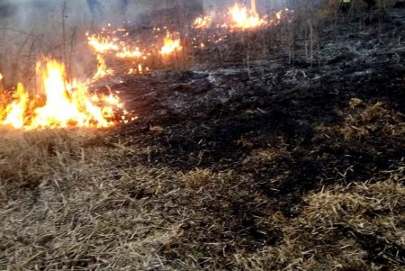 В Подольском районе сгорело 1,5 гектара сухой травы (фото)