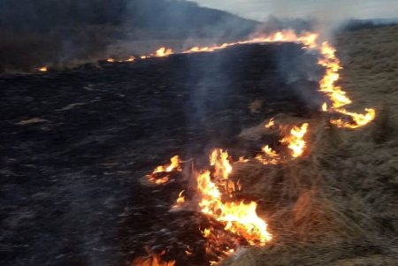 В Подольском районе сгорело 1,5 гектара сухой травы (фото)